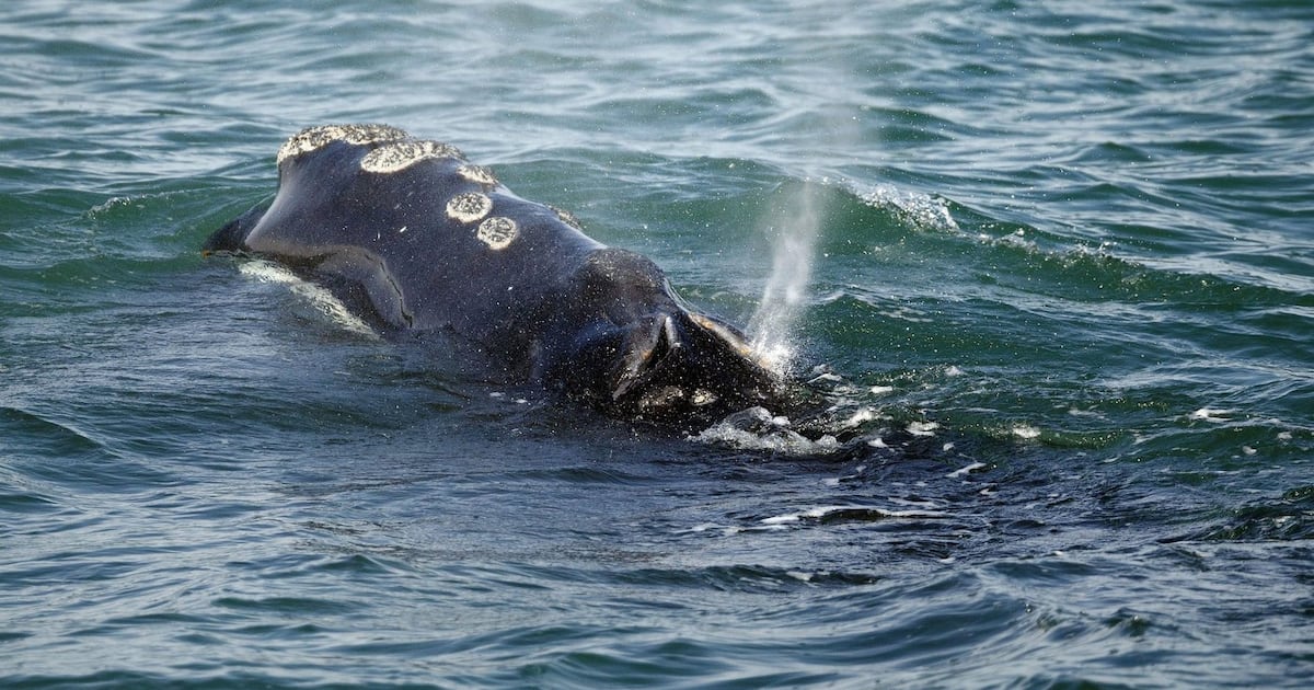 U.S. proposal to change safety measure for endangered whales draws criticism from Canada - CTV News