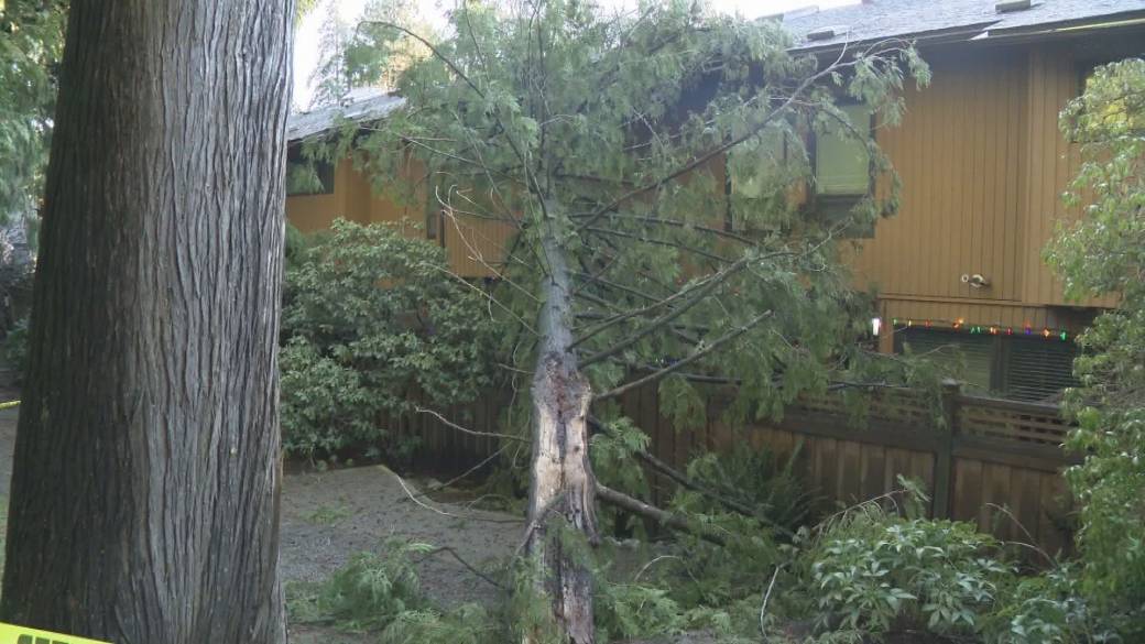 Click to play video: 'Windstorm wreaks havoc across South Coast'