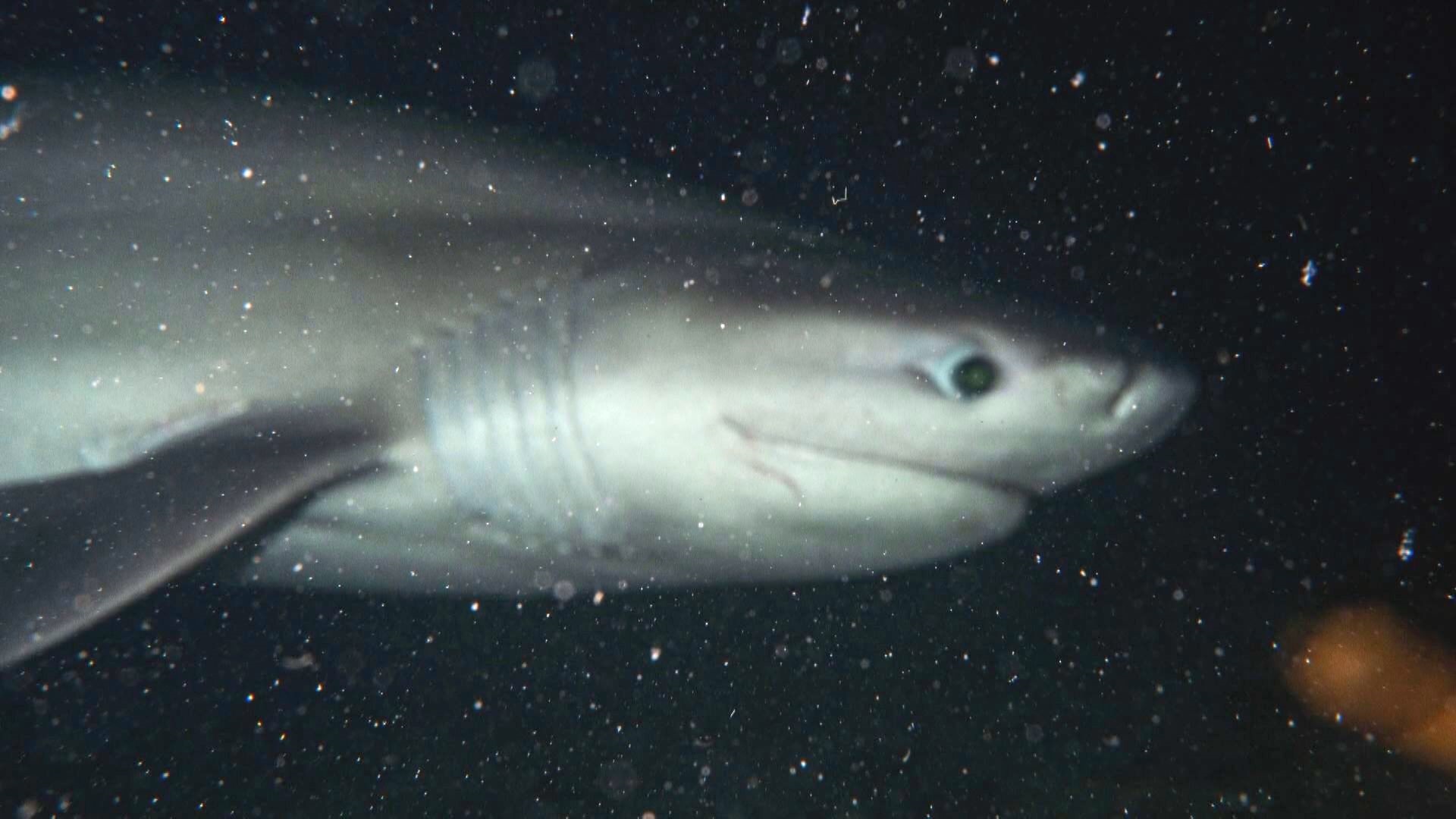 Click to play video: 'B.C. divers in awe after sixgill shark interaction'