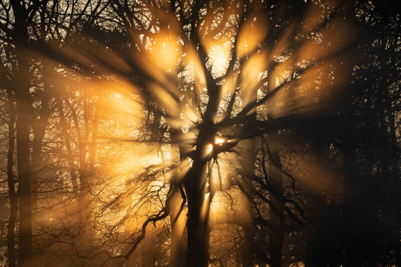 Golden sunlight streams dramatically through the branches of a leafless tree in a forest, creating a radiant, starburst effect and illuminating the misty air with a warm, glowing light.