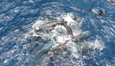 Out at sea, a Canadian whale scientist witnessed something close to a miracle