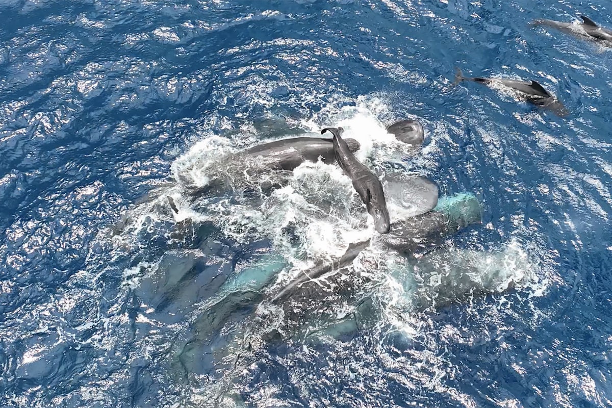 Out at sea, a Canadian whale scientist witnessed something close to a miracle