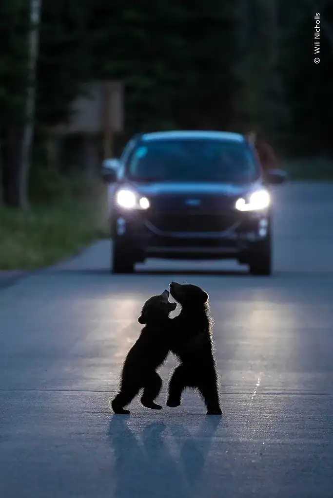 Playing puppies on the road at dusk with a car approaching in the background.