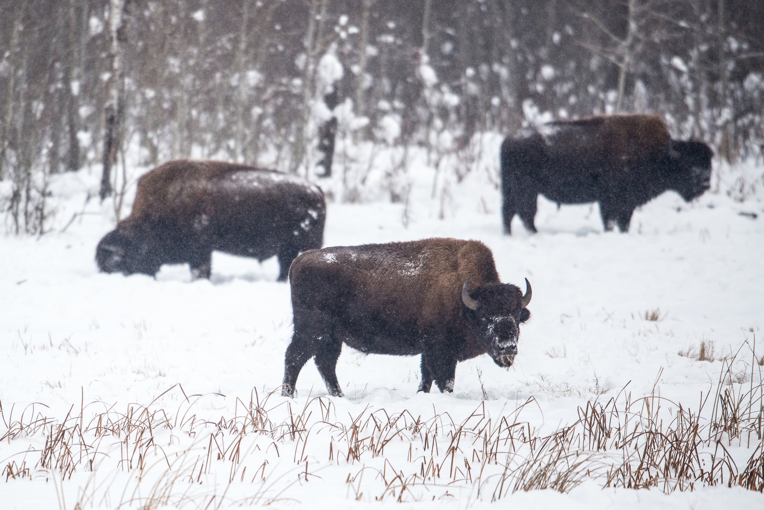 Bison on a snowy prairie field.