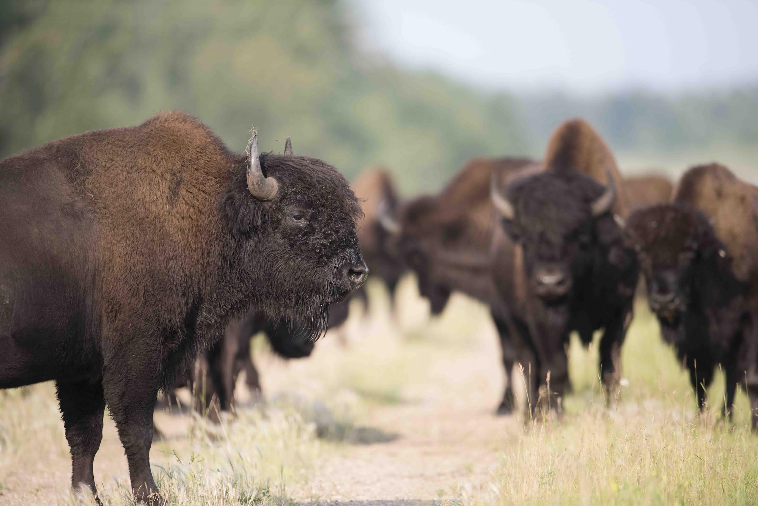 A group of buffalo on a prairie field.