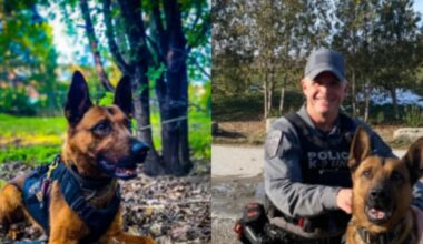 Kylo the police dog passes away: Peel Regional Police
