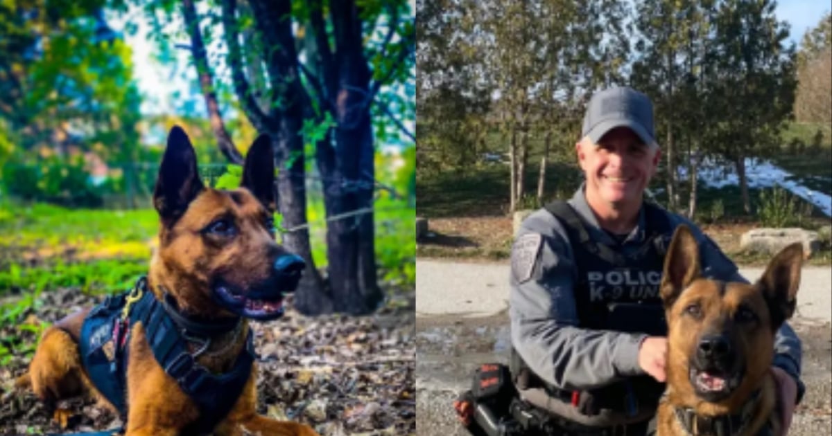 Kylo the police dog passes away: Peel Regional Police