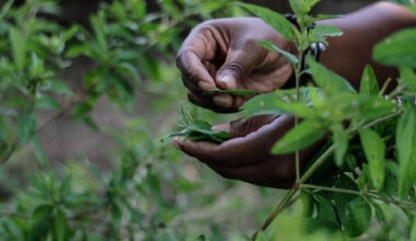 Herbal lifeline: How indigenous remedies offer second chances to patients