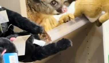 Real possum appears on airport gift shop shelves
