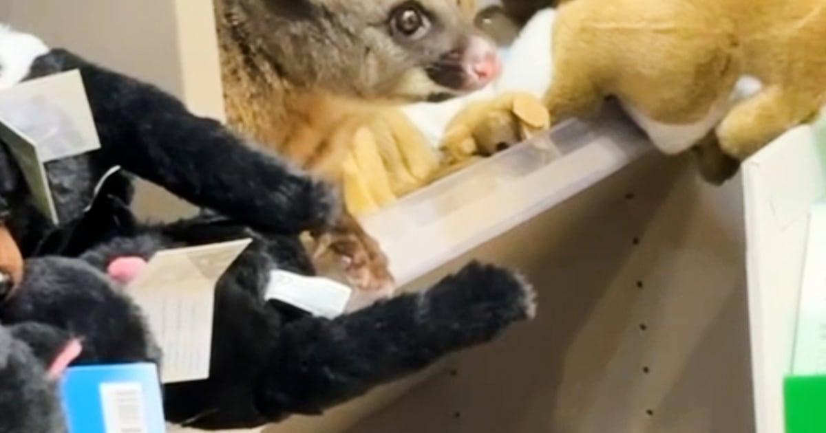 Real possum appears on airport gift shop shelves