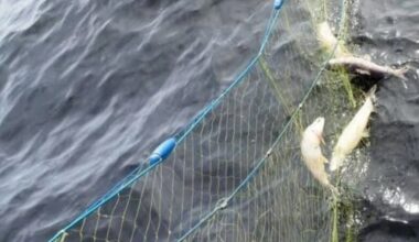 Ontario men fined, banned from fishing after incidents in provincial park - CTV News