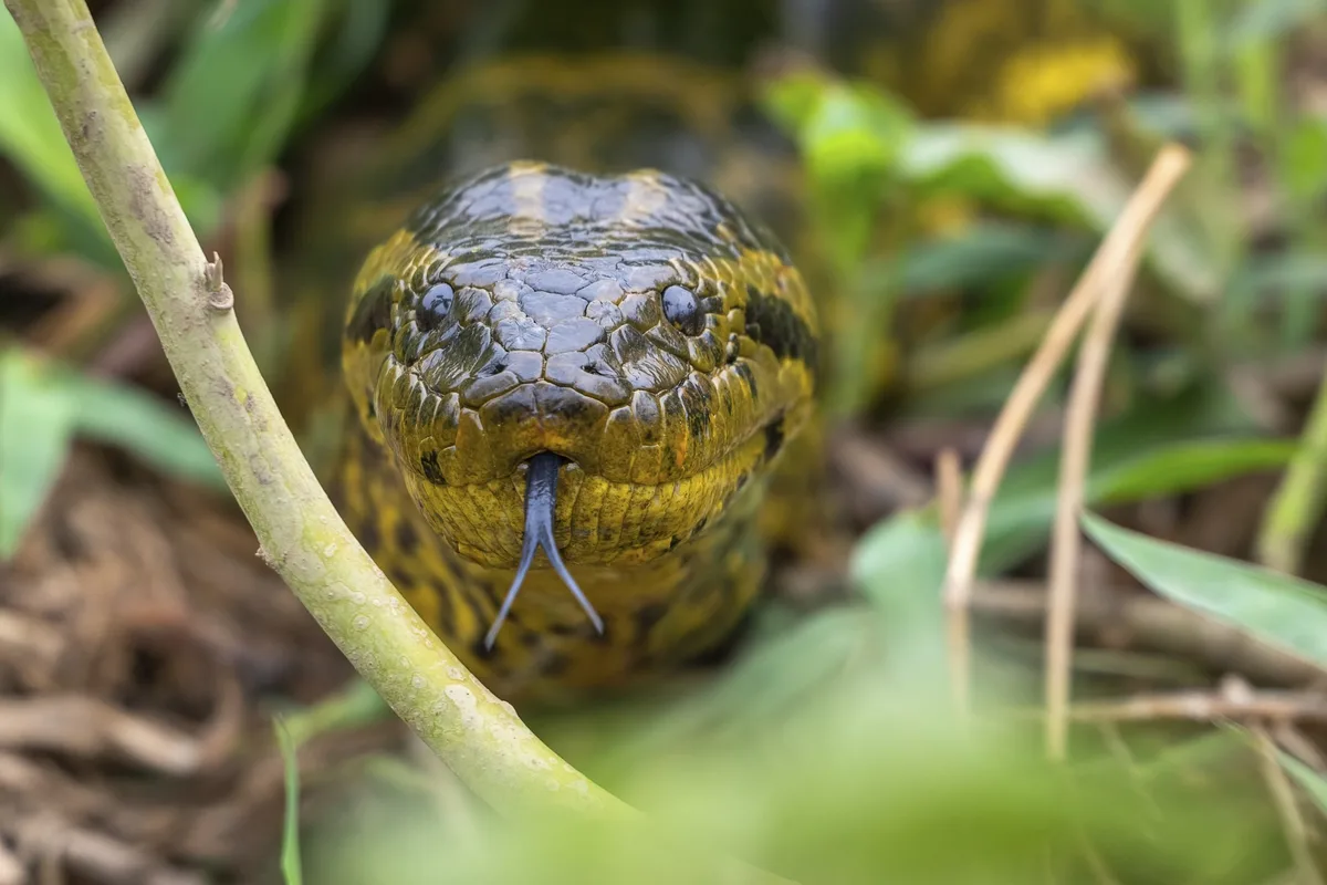 Yellow anaconda 