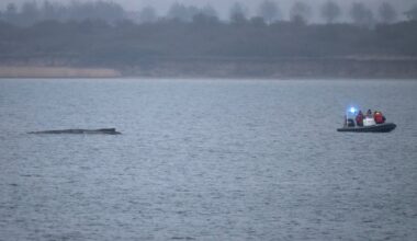 Humpback whale stranded again as its odyssey off the Baltic Sea coast stretches on - CTV News