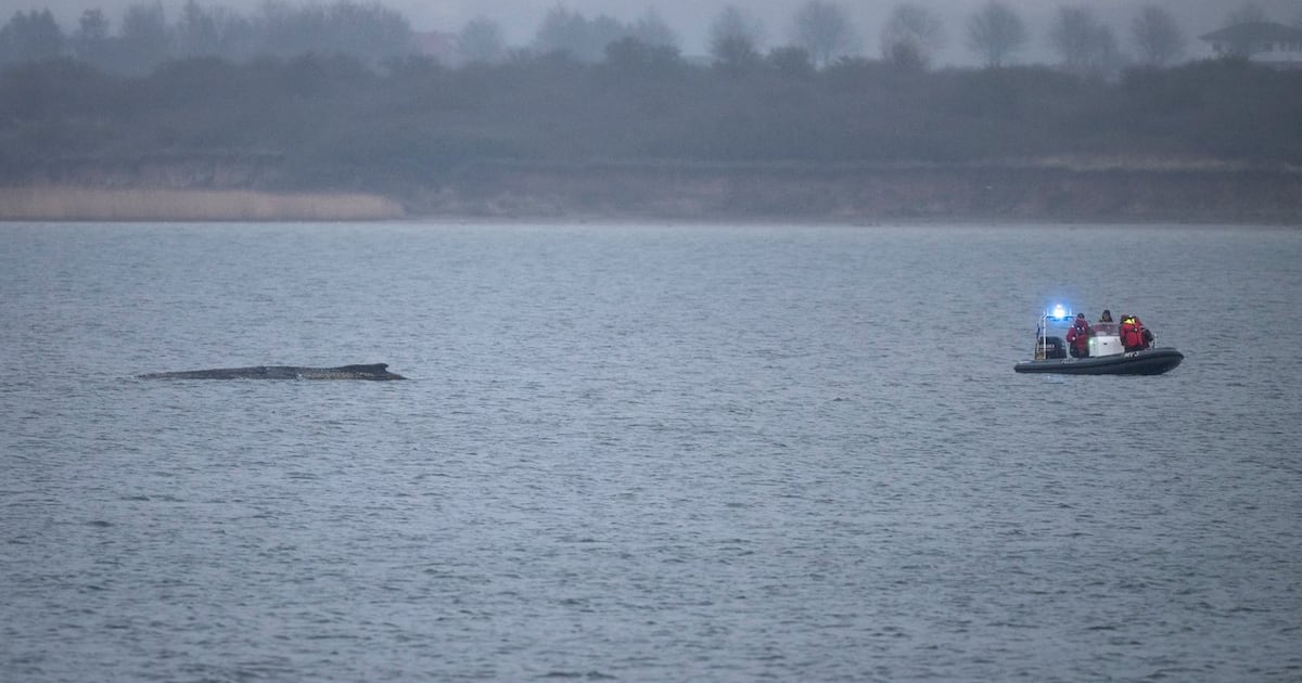 Humpback whale stranded again as its odyssey off the Baltic Sea coast stretches on - CTV News