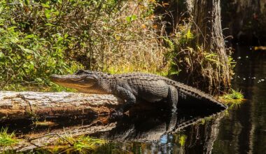 8 Most Alligator Filled Places in Georgia