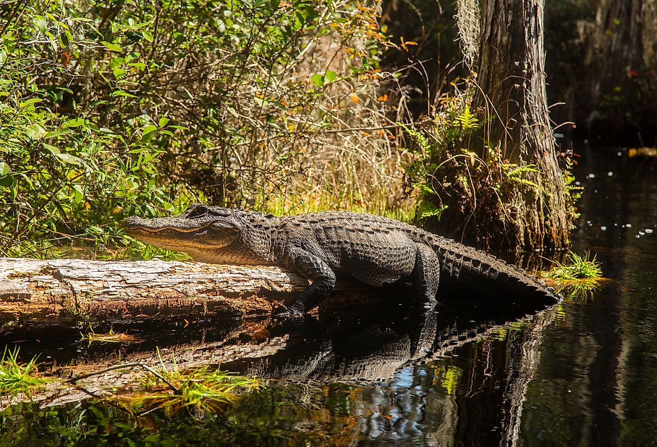 8 Most Alligator Filled Places in Georgia