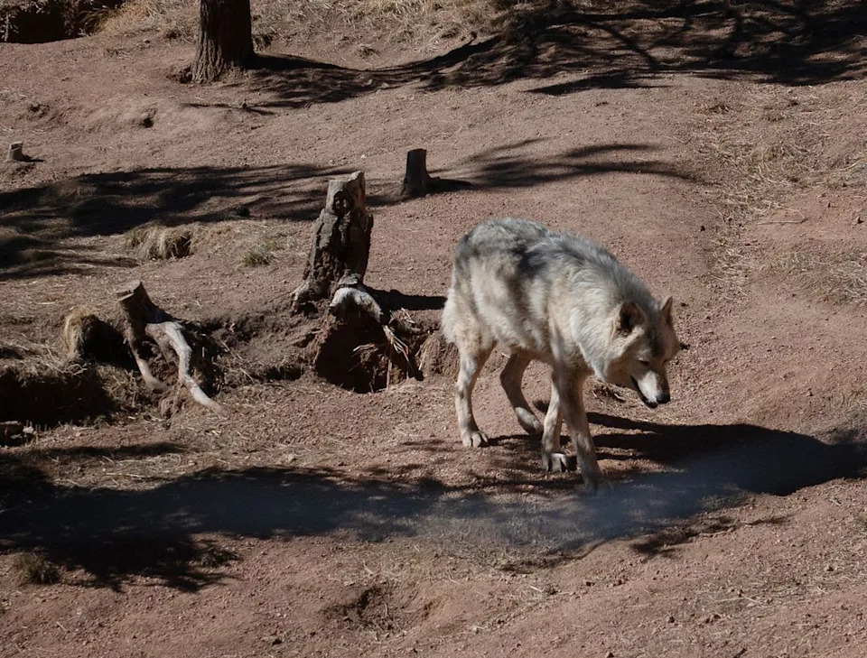 A gray wolf a the Colorado Wolf and Wildlife CenterCredit: JASON CONNOLLY/AFP via Getty