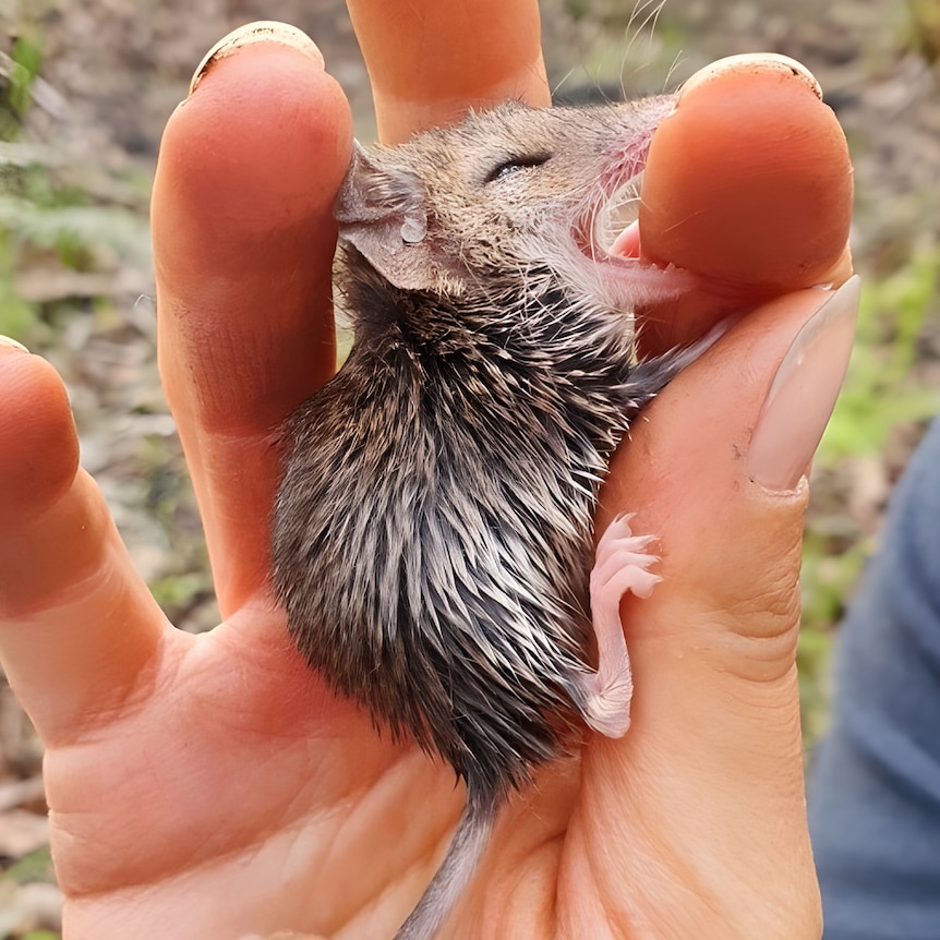 A small mouse-like creatures gently bites a finger of a hand holding it.