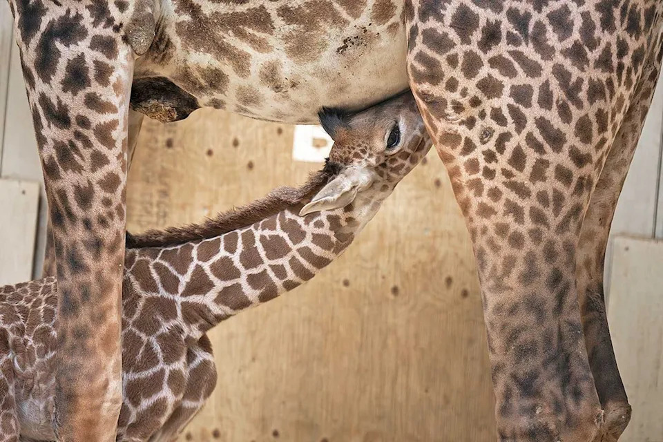 The male Masai giraffe calf bonding with mom Zuri at the Columbus Zoo and Aquarium in March 2026.Credit: Grahm S. Jones, Columbus Zoo and Aquarium