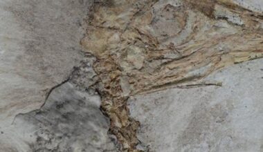 Strange dinosaur species found with hundreds of stones in its throat named after funk band