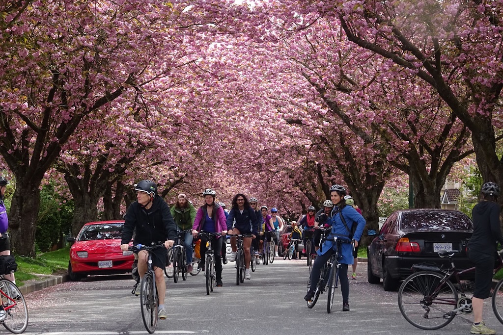 Bike the Blossoms (photo: Linda Poole)