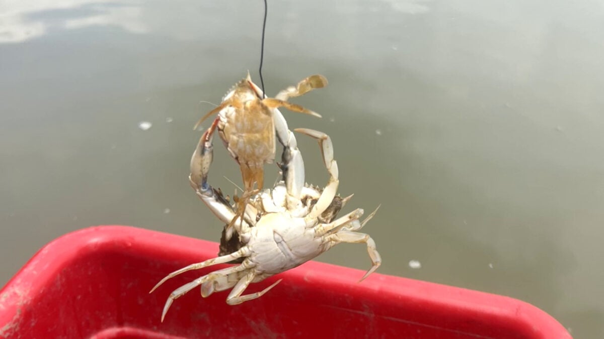 In Chesapeake Bay, the Primary Cause of Death for Baby Blue Crabs: The Grown-Ups