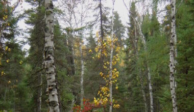 Ottawa investing $4.4M to support Prairie forest sector
