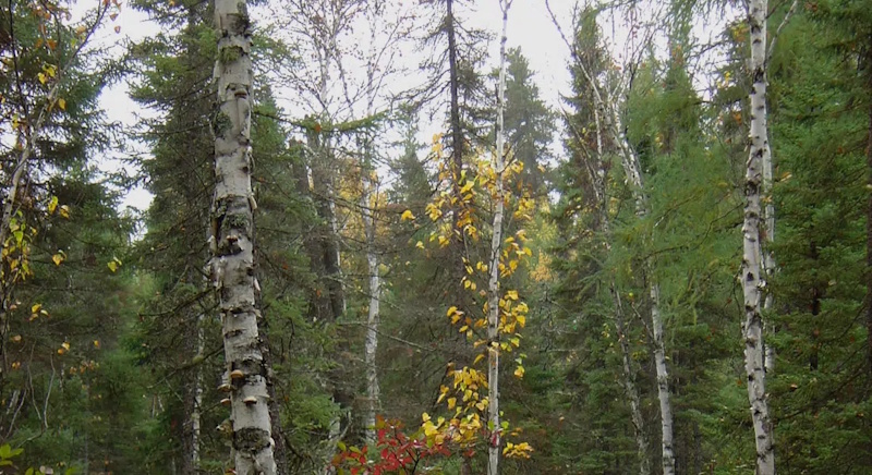 Ottawa investing $4.4M to support Prairie forest sector