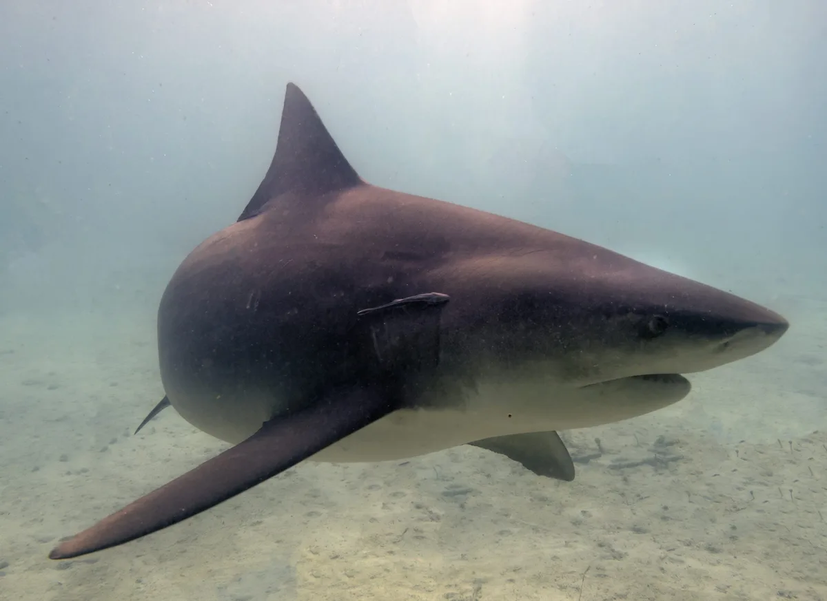 Bull Shark (Carcharhinus leucas)