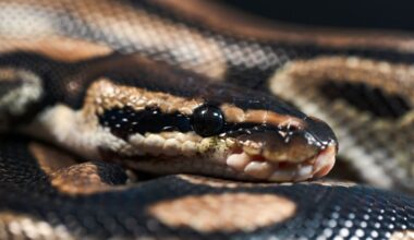 Something in Python Blood Could Be The Future of Weight Loss : ScienceAlert