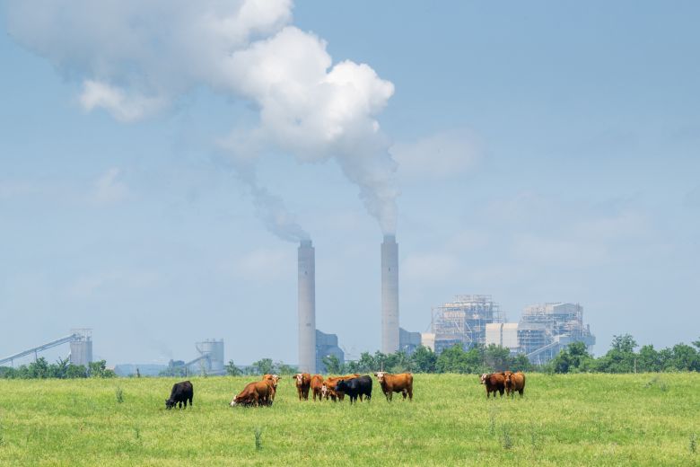 Cows graze in a field near the lignite coal-fueled Oak Grove Power Plant in Robertson County, Texas on April 29, 2024.