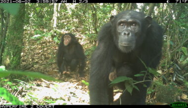 Cameroon’s decade of conflict leaves apes and conservationists in peril