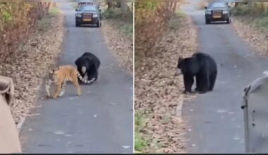 Sloth Bear Charges At Tigress In Rare Wildlife Moment At Pilibhit Tiger Reserve