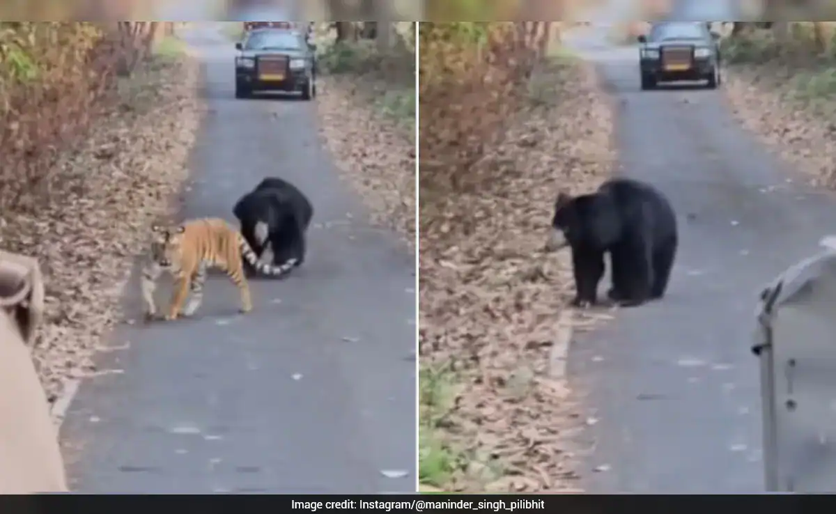 Sloth Bear Charges At Tigress In Rare Wildlife Moment At Pilibhit Tiger Reserve