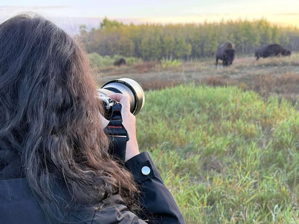  Wildlife artist and photographer Memory Roth snaps photos of bison from at a safe distance at Elk Island National Park east of Edmonton last September. photo by Ron Richey.
