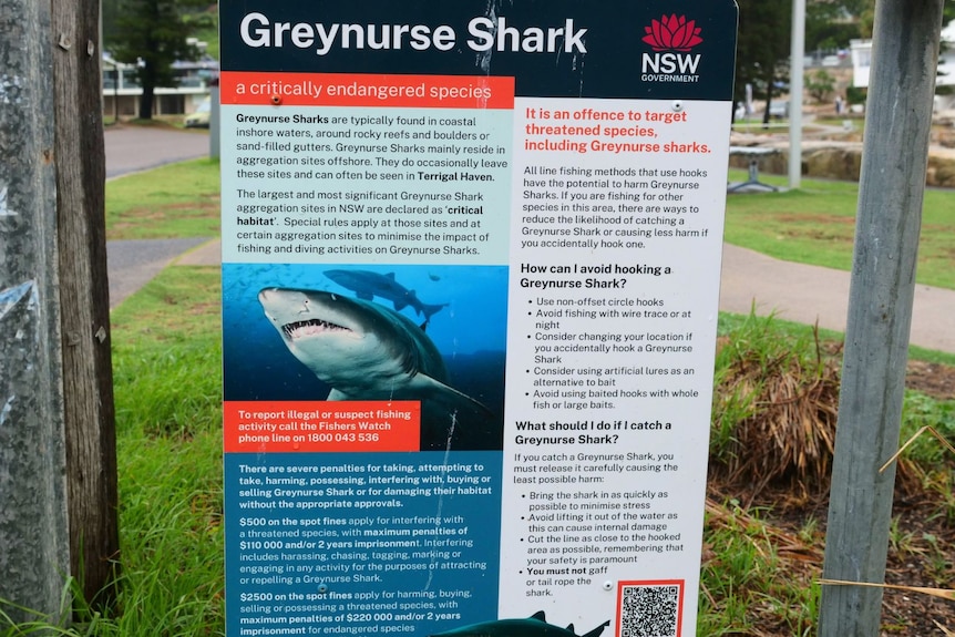 A fishery sign at a beach, detailing grey nurse shark information.