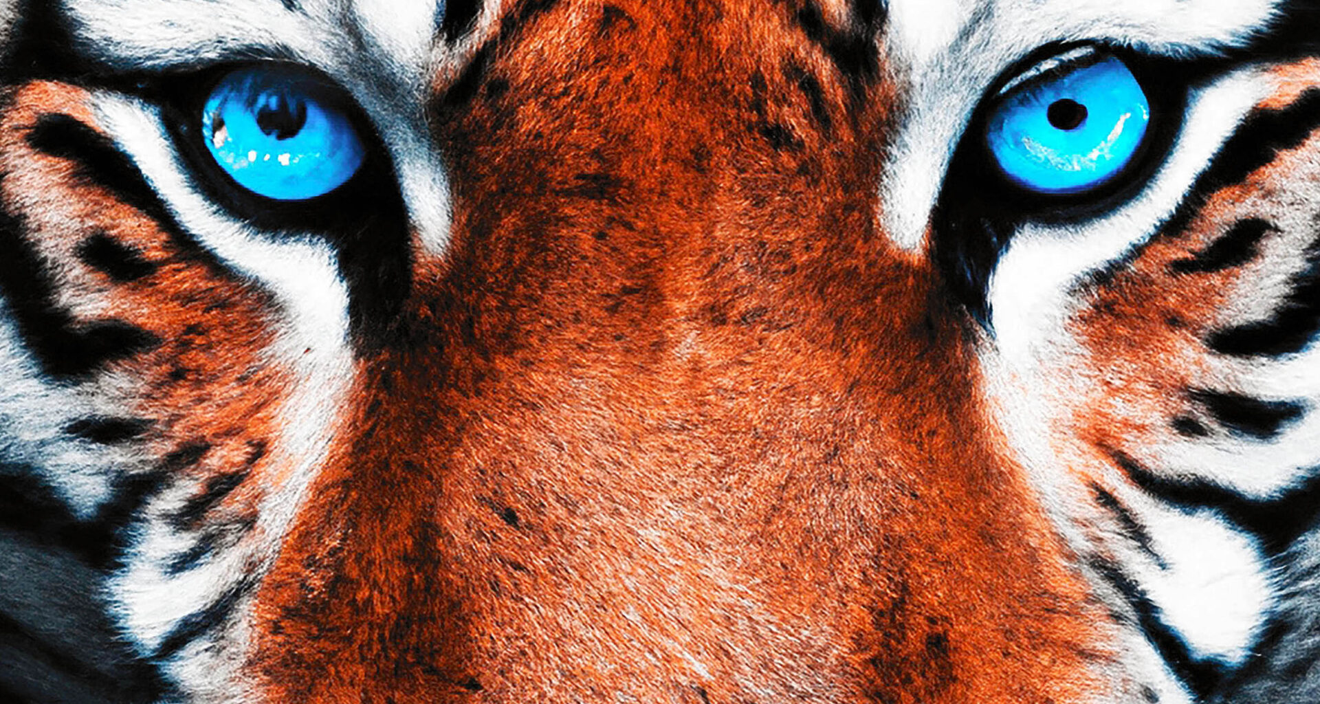 Camera shows humans a new world by replicating animal vision