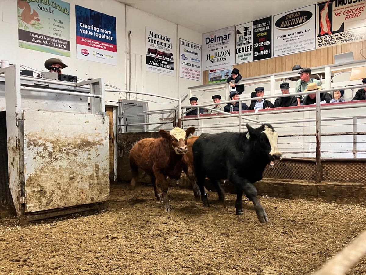 Young steers at Gladstone Auction Mart, Oct. 28, 2025.