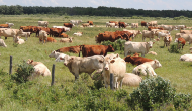 Ottawa proposes extended tax deferral for livestock producers affected by bovine tuberculosis - DiscoverMooseJaw.com