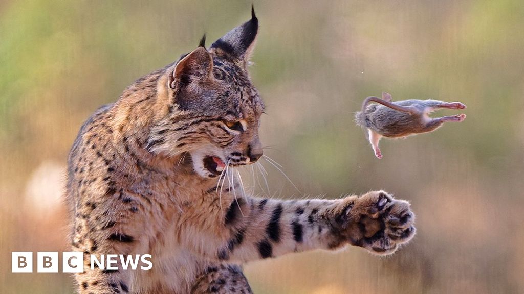 Playful lynx wins Wildlife Photographer of the Year People's Choice prize - BBC