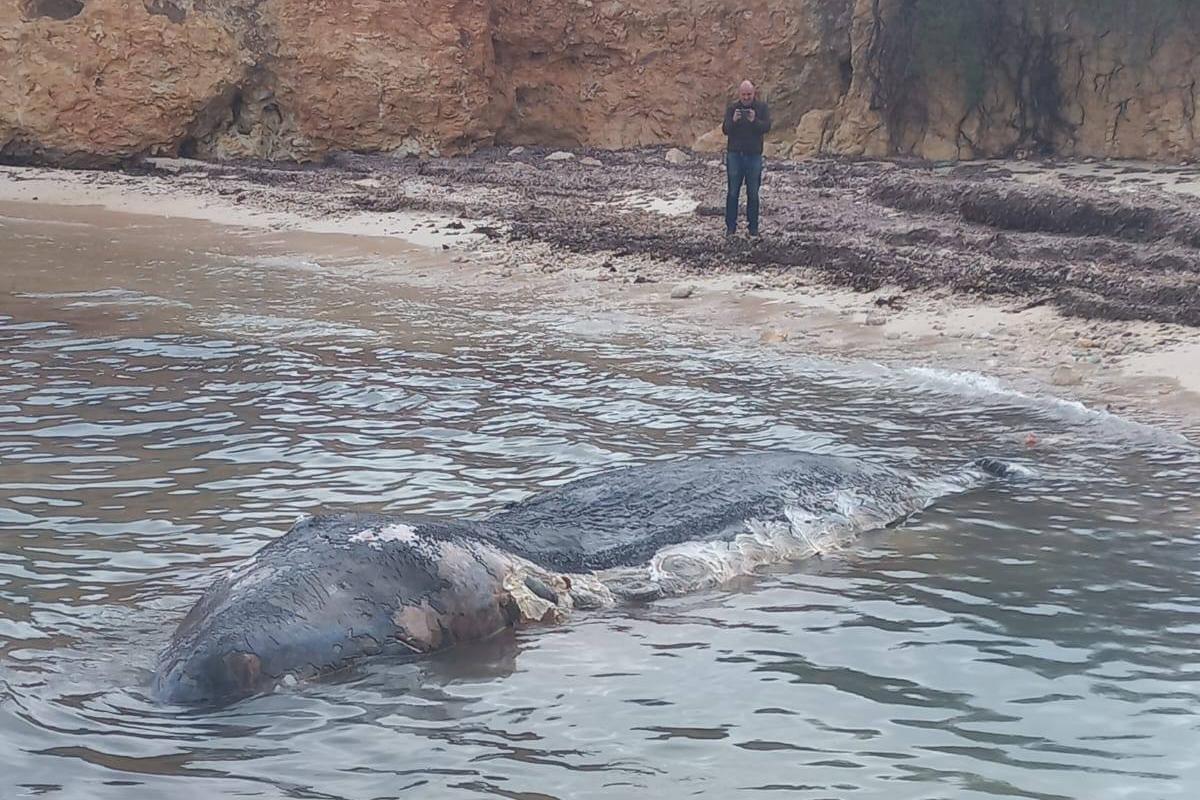 The whale has been dead for some time, officials said. Photo: Nature Trust Malta