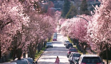 Vancouver Cherry Blossoms