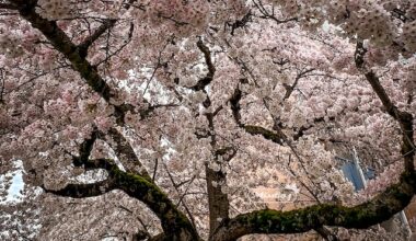 Cherry blossoms in Vancouver - Miss604/Bollwitt photo