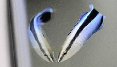 This Tiny Fish Passed an Intelligence Test That Once Distinguished Great Apes : ScienceAlert