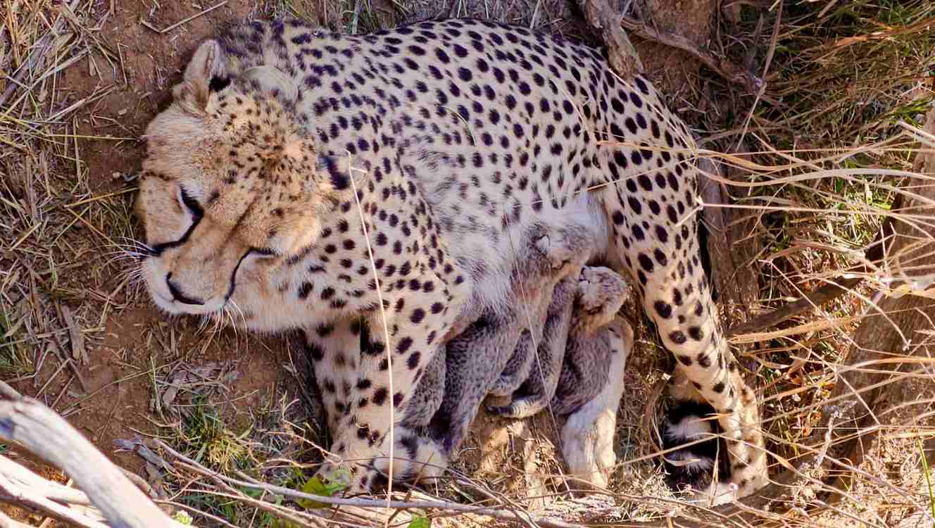 New Baby Boom for Cheetahs in India After First-in-the-World Reintroduction