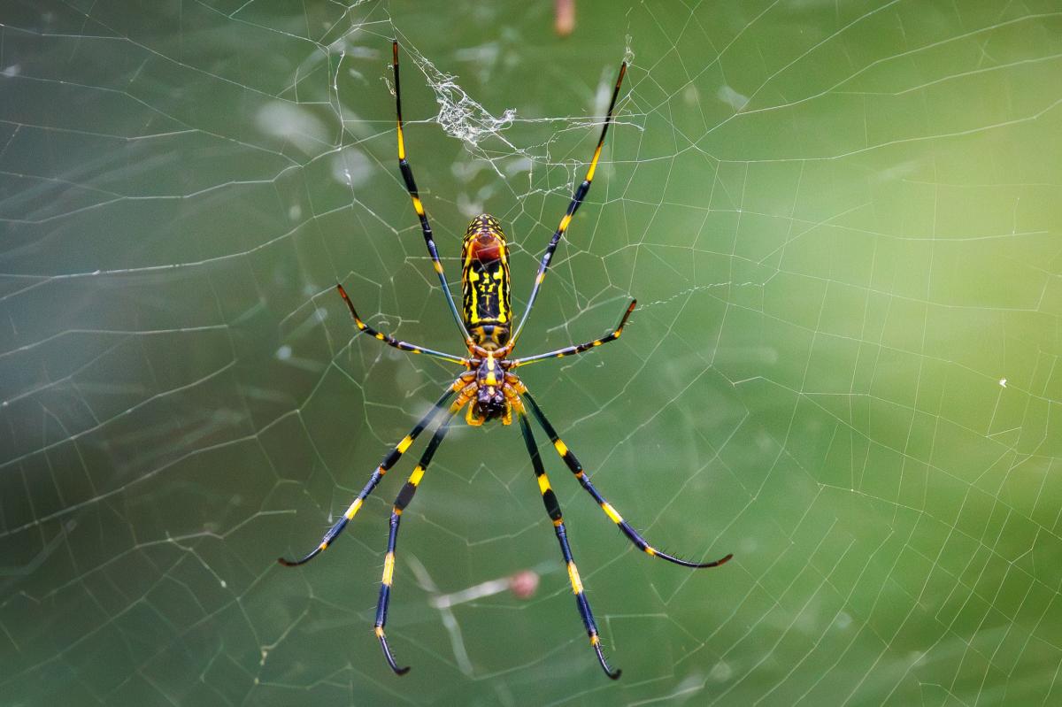Creepy 'parachuting' spiders spread in United States