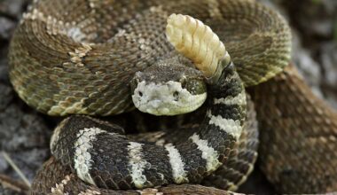 7 Snake Infested State Parks In The Northern United States
