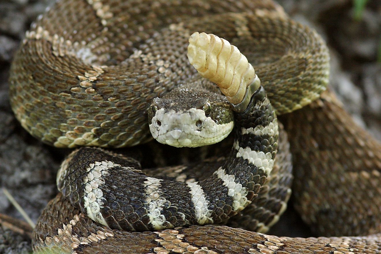 7 Snake Infested State Parks In The Northern United States