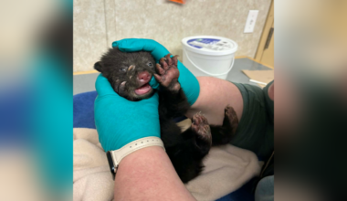 Rescued bear cub found near Kamloops makes 1,800 km trip to northern B.C. and back