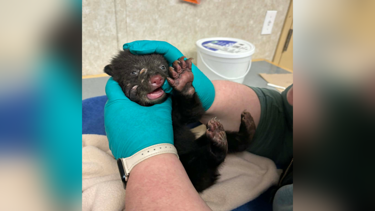 Rescued bear cub found near Kamloops makes 1,800 km trip to northern B.C. and back
